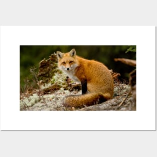 Red Fox Posters and Art